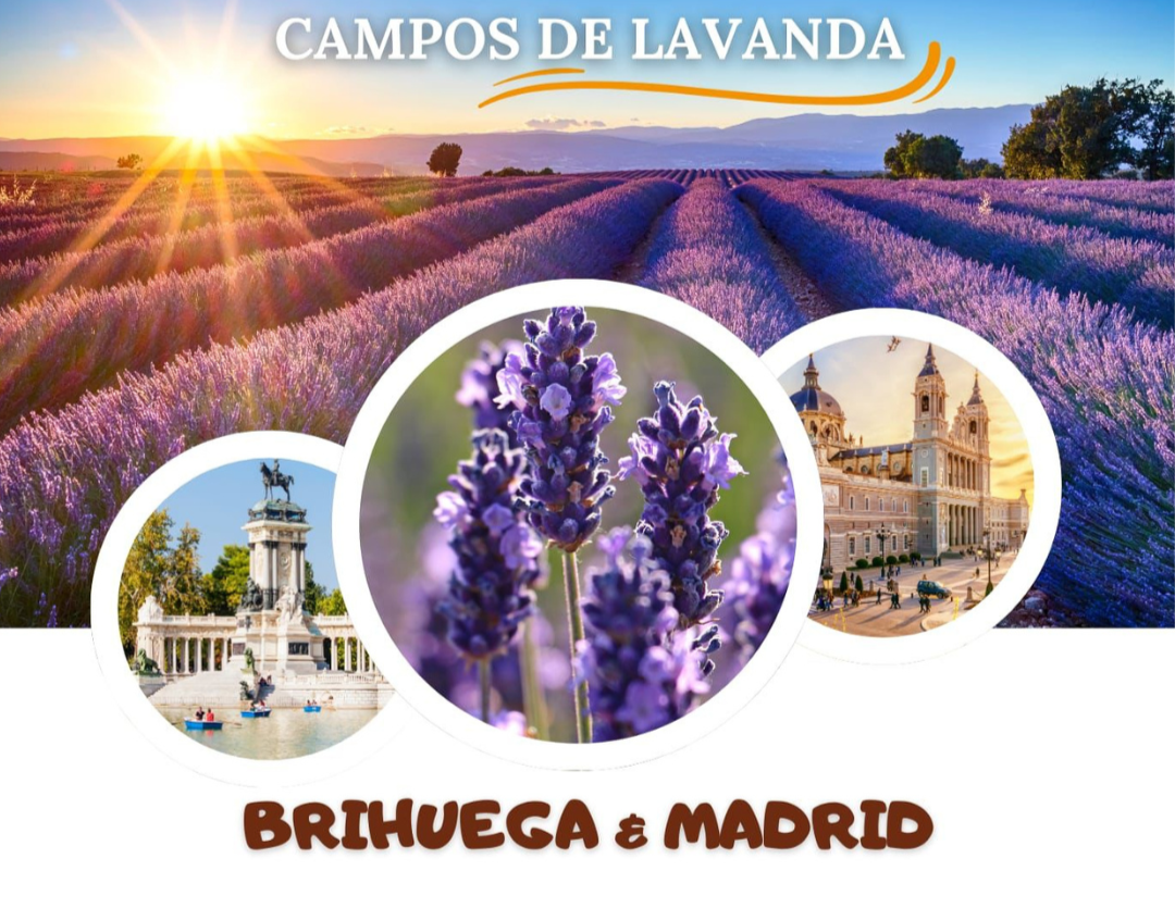 CAMPOS DE LAVANDA - APENAS 255€ 