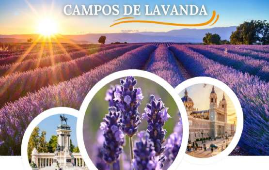 CAMPOS DE LAVANDA - APENAS 235€ 